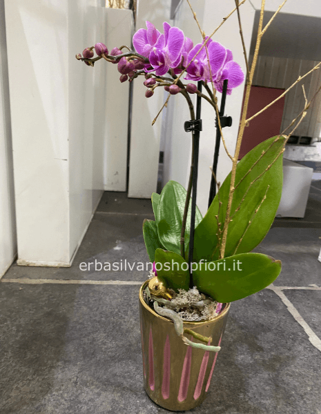Pianta grassa in vaso ceramica » Fiorista a Cavenago Brianza, invio e  consegna fiori e piante a domicilio in Brianza.