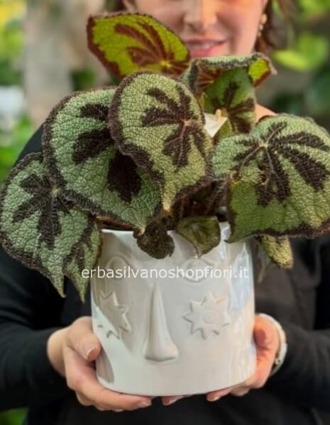 Begonia botanica in vaso EDG